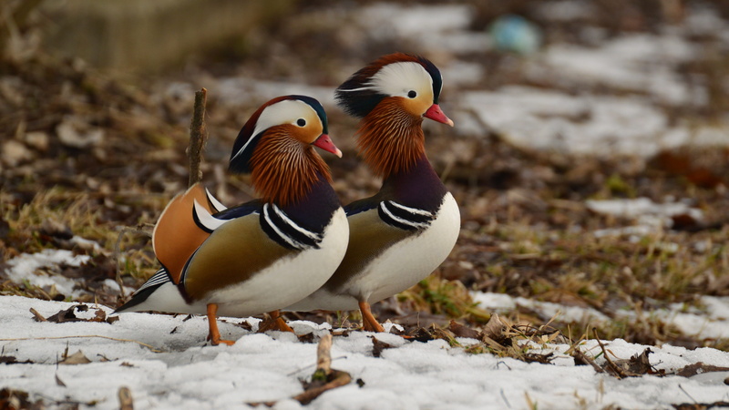 two animals, outdoors, bird, mandarin duck, animal, vertebrate, group of animals, nature, animal themes, duck, day, animals in the wild, mandarins, snow