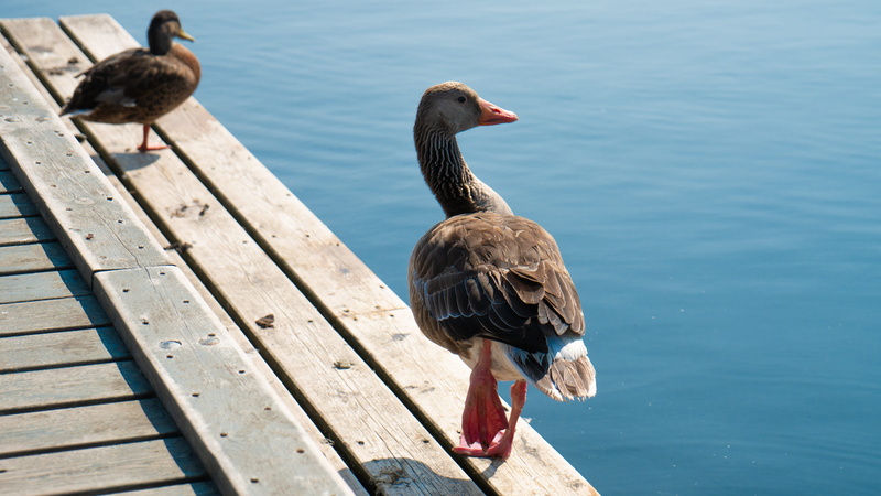 web, sky, no people, animal wildlife, spring, lake, bird, birds, animals, plumage, animal themes, animals in the wild, swim, beak, vacations, wing, bill