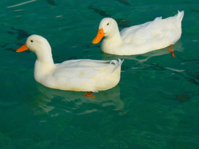 lake, 4K, water, swimming, clue, clear, bird, waterfront, animal themes, animal family, animal, day, animals, poultry, nature, duck, reflection, white color