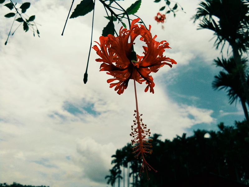 awesome view, vulnerability, beauty in nature, no people, focus on foreground, petal, day, tree, plant, red, sky, outdoors, low angle view, freshness, growth