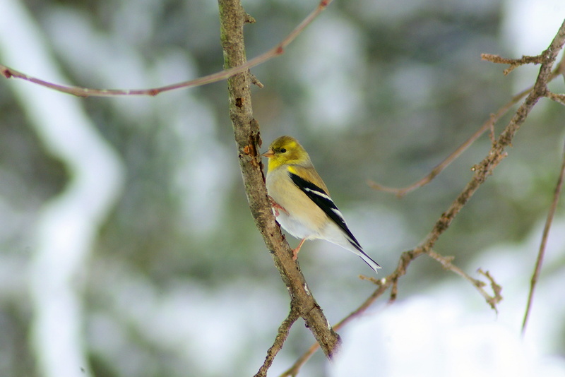 wild, goldfinch in ozarks winter, animal wildlife, beak, cold, vertebrate, bird, no people, branch, goldfinch, animal, perching, finch, tree, birdwatching