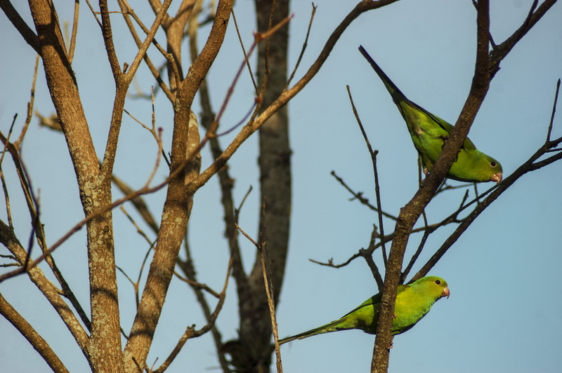 focus on foreground, green, green color, animal wildlife, birdwatching, sky, animal, animals in the wild, outdoors, background, no people, periquito rico
