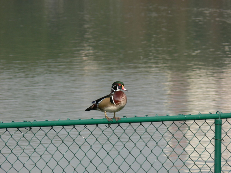 mandarin duck, focus on foreground, fence, duck, wood duck, water, lake, lake morton, metal, barrier, birdwatching, vertebrate, no people, perching, nature