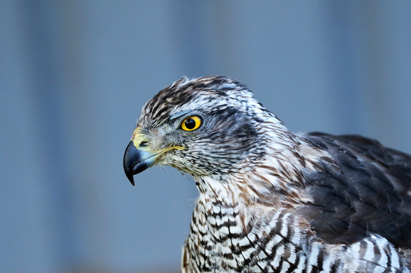 wildlife, day, animal themes, animal body part, feather, wild, outdoor, animal wildlife, nature, birdwatching, portrait, hawk, vertebrate, prey, hawk - bird