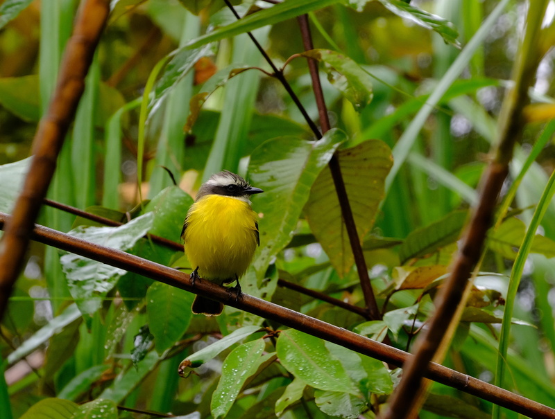 wild, outdoors, costa rica, 2K, green color, leaf, animals in the wild, animal wildlife, tree, yellow, animal, animal themes, perching, growth, day, one animal