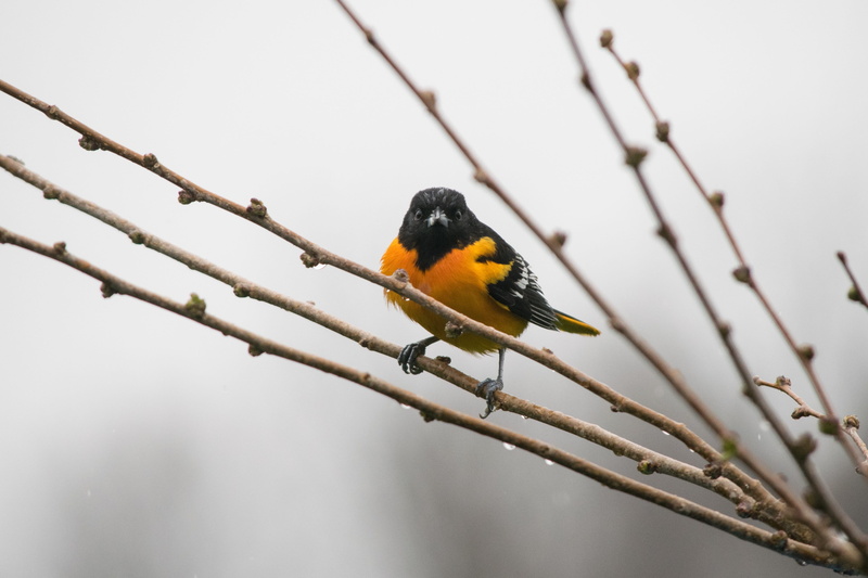 animal themes, vertebrate, branch, bird, one animal, beauty in nature, outdoors, wildlife, animal wildlife, animal, oriole, birding, plant, 4K, focus on foreground