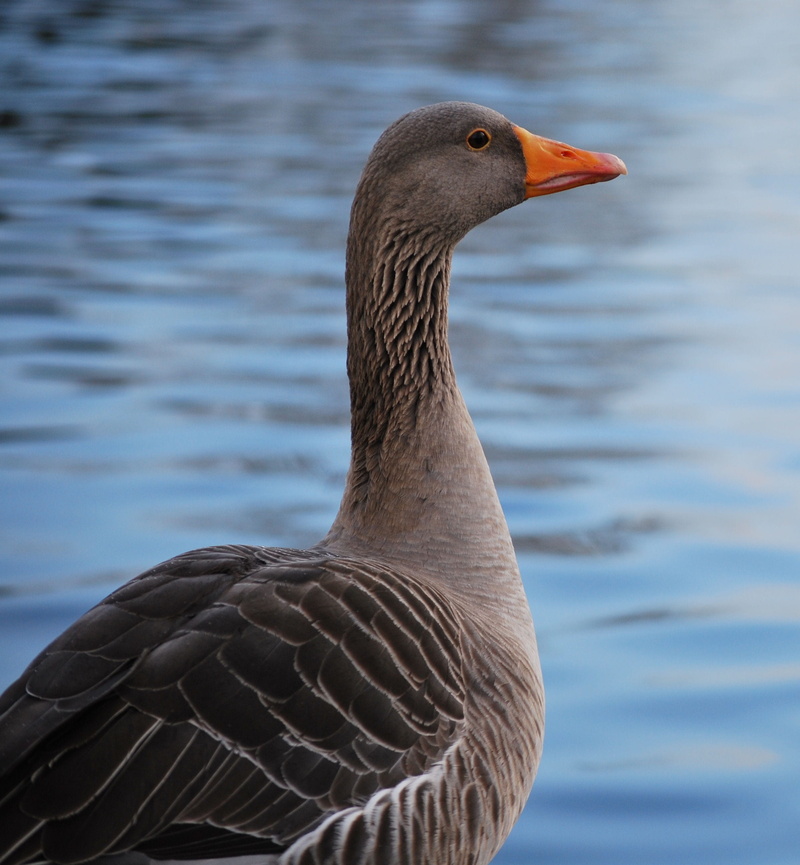bird, nature, animal, birdwatching, greylag goose, focus on foreground, goose, one animal, 2K, feather, day, wildlife, wild, animals in the wild, animal neck