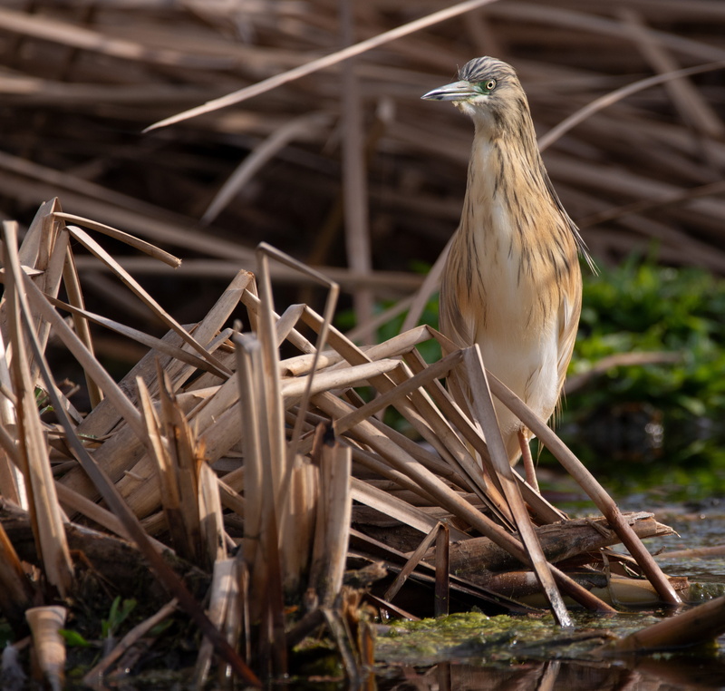 animal themes, stick - plant part, birdwatching, heron, 4K, animal, close-up, animal wildlife, one animal, sunlight, squacco heron, selective focus, no people