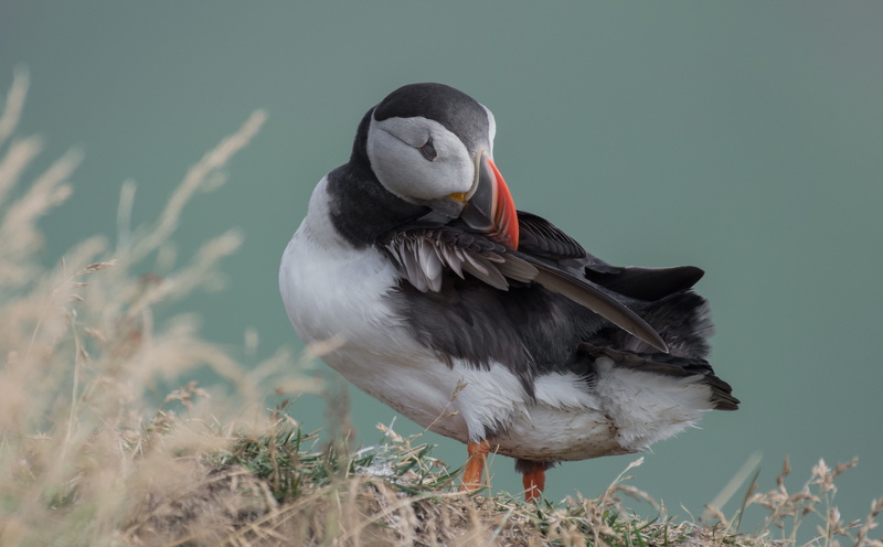 puffin, animal body part, 5K, birds, bird, vertebrate, plant, animal wildlife, animal themes, nature, scratching, white, duck, outdoors, land, birdwatching