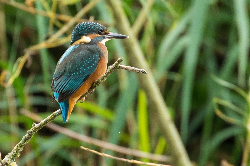 vertebrate, animal wildlife, bird, turquoise colored, animal, birdwatching, wildlife, netherlands, perching, stick - plant part, branch, beauty in nature