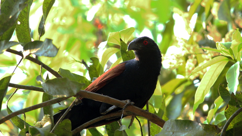 forest, pheasant, wildlife, perching, jungle, no people, kerala, natural, animal wildlife, cuckoo, perched, perch, bird, plant, animal, wild, animal themes