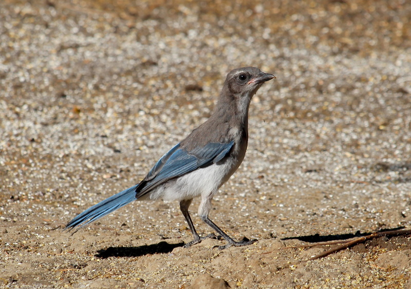 oregon, sunlight, side view, no people, one animal, nature, focus on foreground, wildlife, bird, vertebrate, standing, portrait, semi-arid, close-up, white