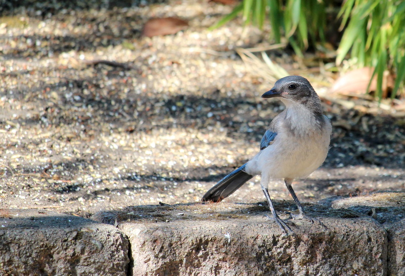 land, perching, close-up, oregon, side view, 2K, animals in the wild, focus on foreground, blue, birdwatching, bird, nature, animal themes, wildlife, animal