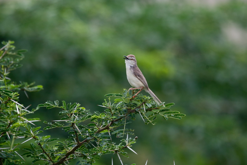 beautiful, leaf, adorable, fauna, portrait, wood, focus on foreground, garden, passerine, prinia, natural, environment, plant part, wildlife, avian, bird