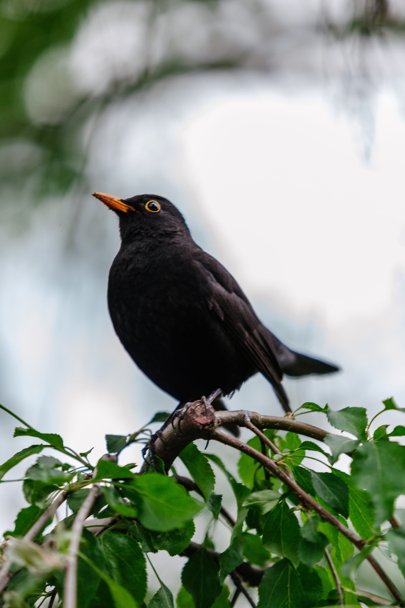 male, portrait, plant, wildlife, animal, wild, outdoors, common, eye, leaf, ornithology, 5K, yellow, wing, natural, branch, plumage, feather, focus on foreground
