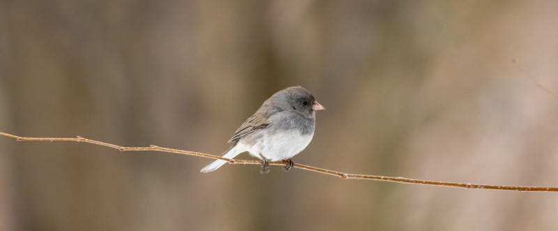 birdwatching, outdoors, songbird, full length, focus on foreground, feathers, animal wildlife, nature, tree, one animal, sparrow, vertebrate, bird, 4K