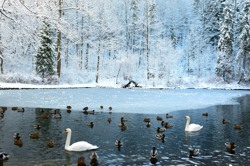 beauty in nature, flock, animal themes, bird, lake, nature, flock of birds, frozen pond, large group of animals, vertebrate, no people, waterfront, day