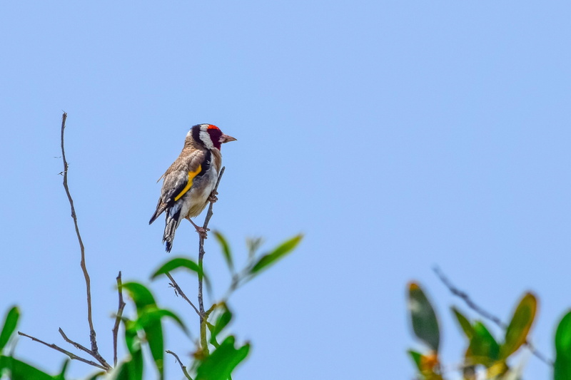 animal, nature, outdoors, fauna, no people, animals in the wild, day, 2K, animal wildlife, vertebrate, tree, blue, perching, plant, low angle view, branch