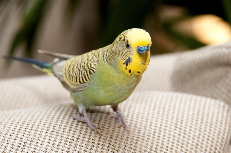 parrot, parakeet, perching, vertebrate, animal, close-up, domestic animals, birdwatching, multi Colored, flight, full length, Yellow, Bird, Picture, animal themes