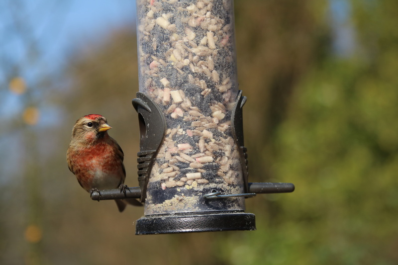 nature, linnet, animal, red, vertebrate, wooden post, animal themes, feeder, close-up, british, focus on foreground, garden bird, perching, no people, animals in the wild