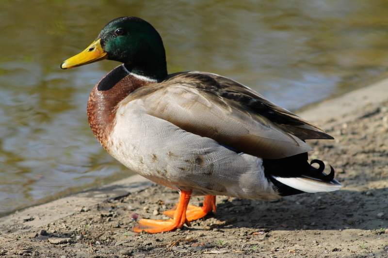 duck, animals in the wild, close-up, no people, water, bank, vienna, animal wildlife, animal, stadtpark vienna, animal themes, city park, day, lakeshore