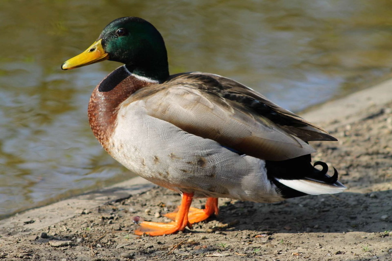 bank, waters, poultry, city park, mallard duck, animal, no people, animal wildlife, vertebrate, duck bird, lake, animal themes, beak, animals in the wild
