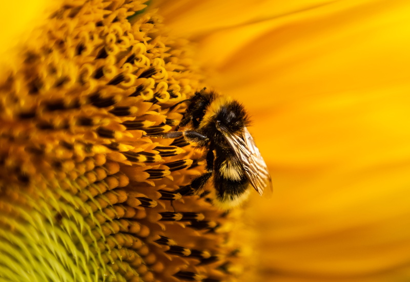 invertebrate, outdoors, pollen, freshness, fragility, flower head, vulnerability, hummel, animal themes, insect, bumblebee, yellow, close-up, 5K, no people