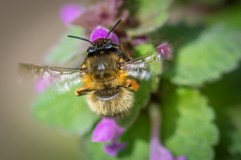 beauty in nature, nectar, pollination, invertebrate, freshness, flower head, animals in the wild, pollen, one animal, 2K, fragility, animal wildlife, Acker