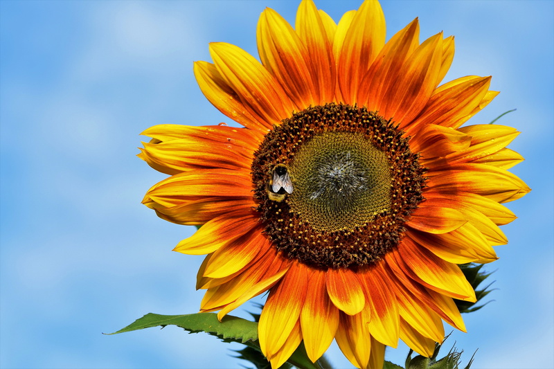 flower head, sunflower, blossom, growth, petal, yellow, 5K, plant, springtime, vulnerability, blue, bloom, summer, inflorescence, no people, flora, outdoors