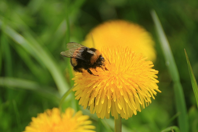 outdoors, yellow, hymenoptera, flowering plant, composites, close-up, bombus, beauty in nature, flower head, bumblebee, dandelion, weed, no people, animal themes