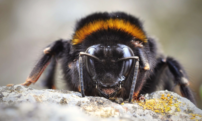 animals in the wild, solid, animal, 4K, close-up, black color, selective focus, no people, vertebrate, insect, day, fictional, hummel, nature, focus on foreground