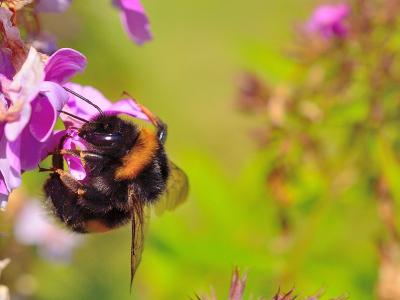 hummel, beauty in nature, 1080P, blossom, animals in the wild, petal, animal wildlife, pollination, focus on foreground, one animal, bee, plant, no people