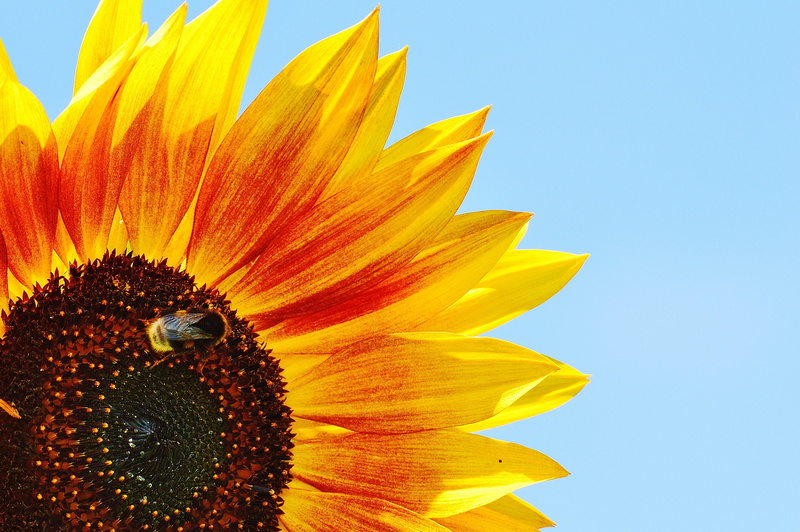 inflorescence, fictional, garden, close, outdoors, pollination, close-up, freshness, sunflower, beauty in nature, pollen, blossom, flower head, insect
