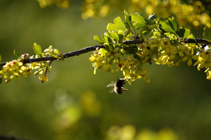 colorful, 5K, flowers, flower head, tree, hummel, yellow, bloom, season, flowering plant, spring, outdoors, beauty in nature, focus on foreground, leaf
