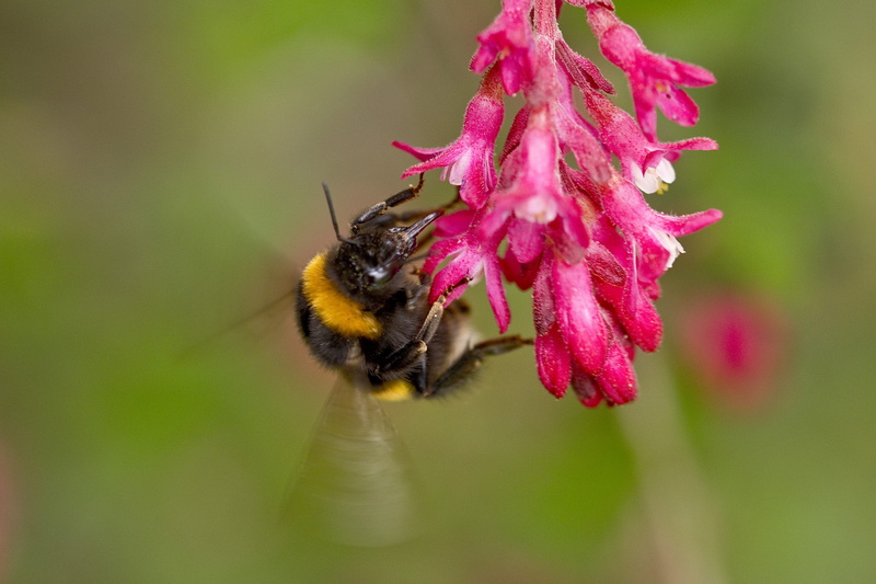 pollination, pink color, flower, bee, growth, hummel, vulnerability, plant, bloom, beauty in nature, bumblebee, petal, invertebrate, garden, selective focus