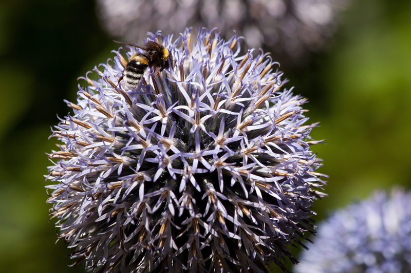animal wildlife, invertebrate, flower head, pollination, focus on foreground, plant, flower, blue, nature, bumblebee, no people, 4K, vulnerability, animals in the wild
