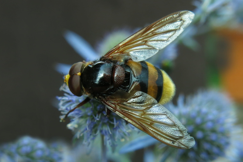 beauty in nature, one animal, bee, nature, animals in the wild, no people, hover fly, fly, animal themes, animal body part, animal wildlife, invertebrate