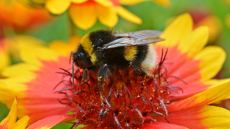 freshness, blossom, invertebrate, macro, pollination, hard working, flower head, animal wildlife, outdoors, close, hummel, bloom, no people, petal, 2K