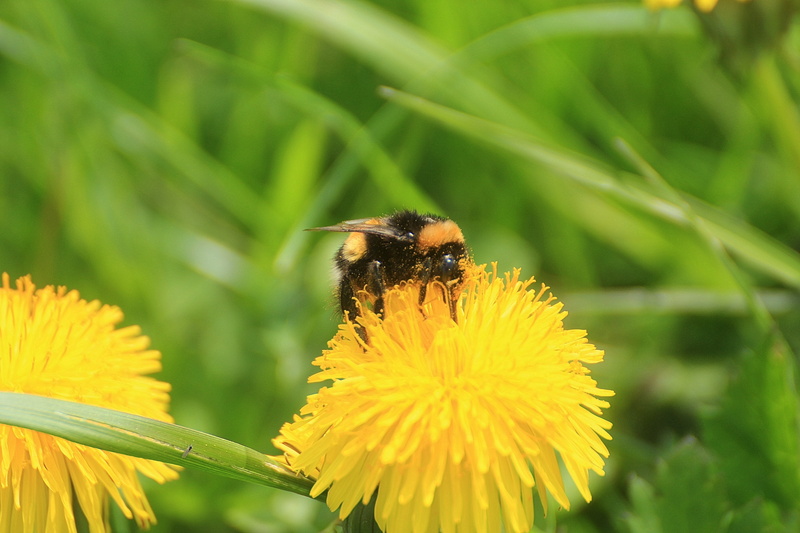 dandelion, pointed flower, insect, one animal, springtime, yellow, inflorescence, animal themes, invertebrate, outdoors, bombus, animal, pollen, plant