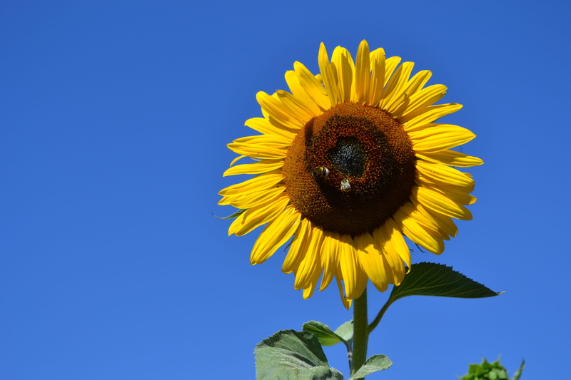 summer, bloom, pollen, yellow, blossom, freshness, bright, nature, beauty in nature, close-up, flower head, clear sky, sunflower, flower, outdoors, garden