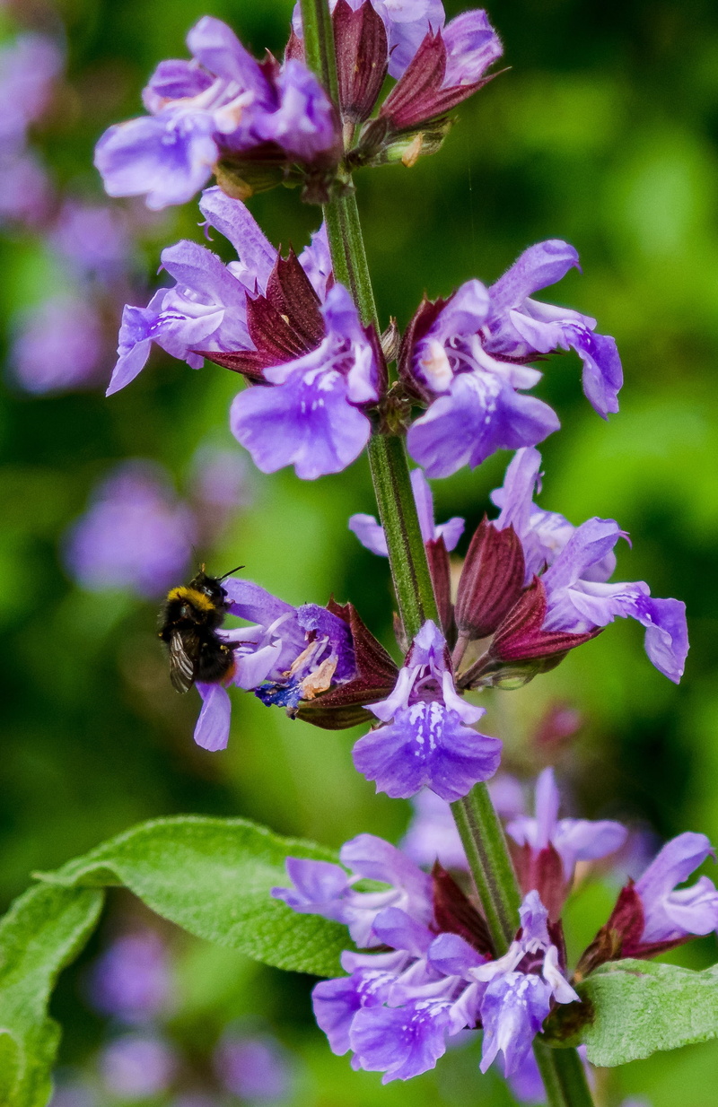 animal wildlife, pollen, hummel, nature, fragility, bloom, purple, flowering plant, 2K, spice sage, violet, sprinkle, blossom, invertebrate, apinae, bumblebee