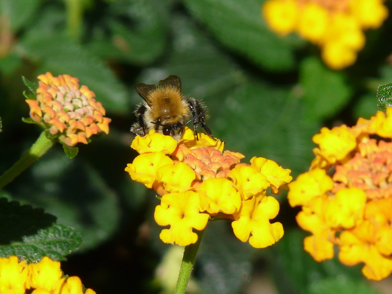 animals in the wild, Hummel, vulnerability, lantana camara, ornamental plant, yellow, verbena greenhouse, animal wildlife, freshness, flowering plant, growth