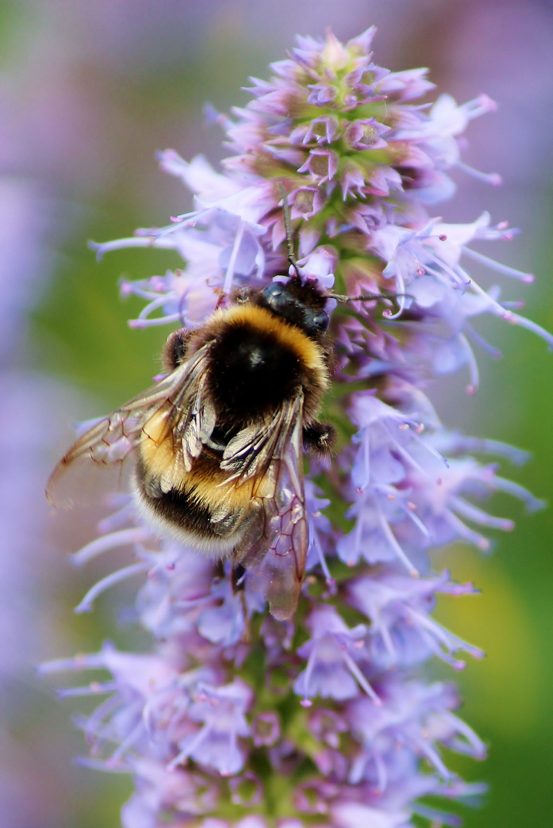 bumblebee, hummel, beauty in nature, nectar, close, blossom, purple, honey, insect, no people, pollen, animal themes, bee, nature, animal wildlife, growth