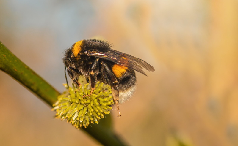 hymenoptera, flower head, one animal, hummel, flowering plant, animal themes, bumblebee, hair, animals in the wild, heath-the bumble bee, pollination, close-up