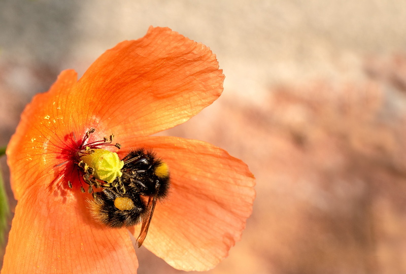 close, insect, pollen, freshness, bee, sprinkle, invertebrate, pollination, collect pollen, foraging, bombus hortorum, garden bumblebee, orange color, animal wildlife