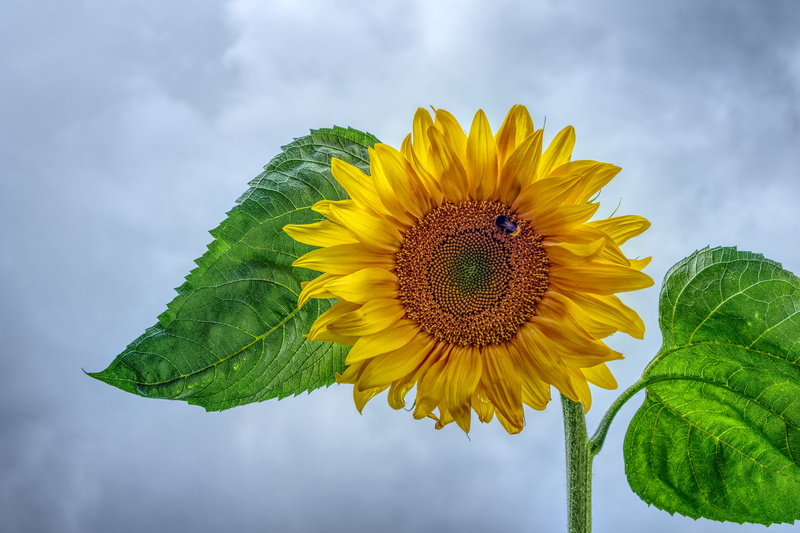 plant part, bright, bloom, gorgeous, clouds, 5K, high dynamic range, fragility, pollen, insect, cloud - sky, blue, yellow, softness, close up, sepal, contrast