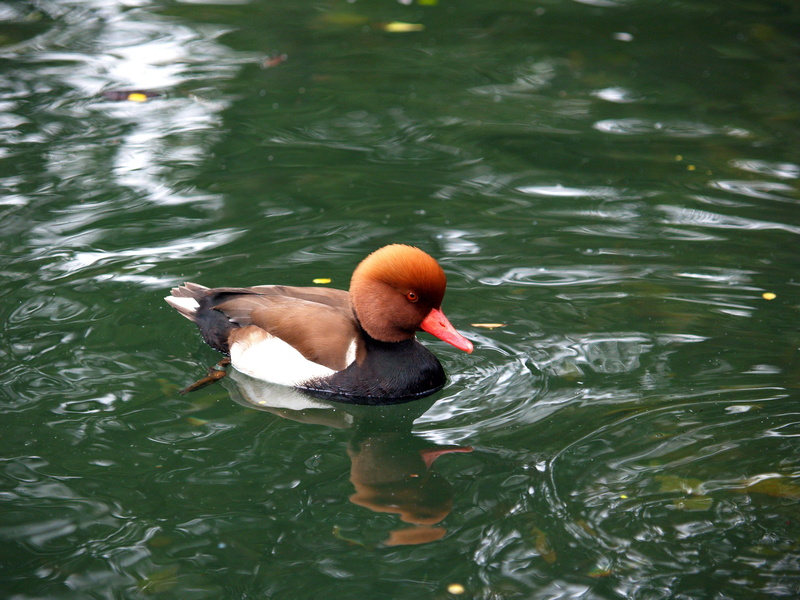 wildlife, waterfront, duck, mandarin duck, side view, no people, animal themes, waterfowl, sea, wild, bird, wet, rock, reflection, gabriel raggio, beautiful