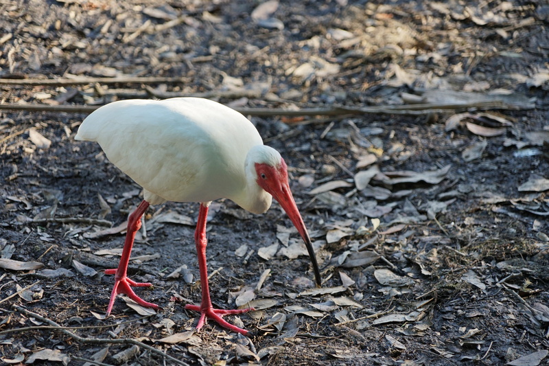 land, louisiana, one animal, new orleans, animal body part, no people, gabriel raggio, day, animal, wildlife, raggio studios, ibis, orange, 5K, field