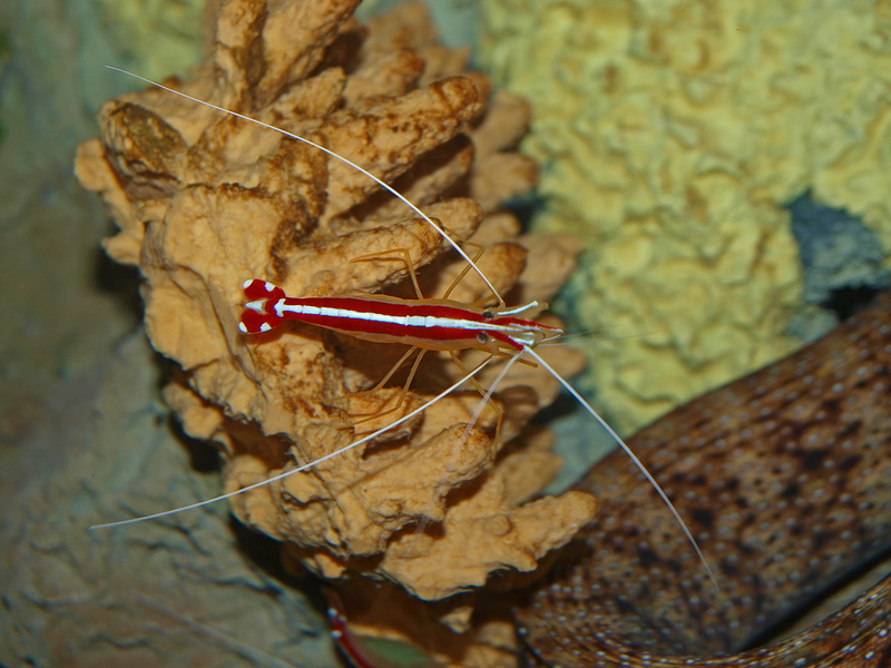 monterey aquarium, desktop, closeup, dry, sea life, selective focus, 2K, tropical, sea, nature, wood, food and drink, close-up, insect, shrimp, gabriel raggio