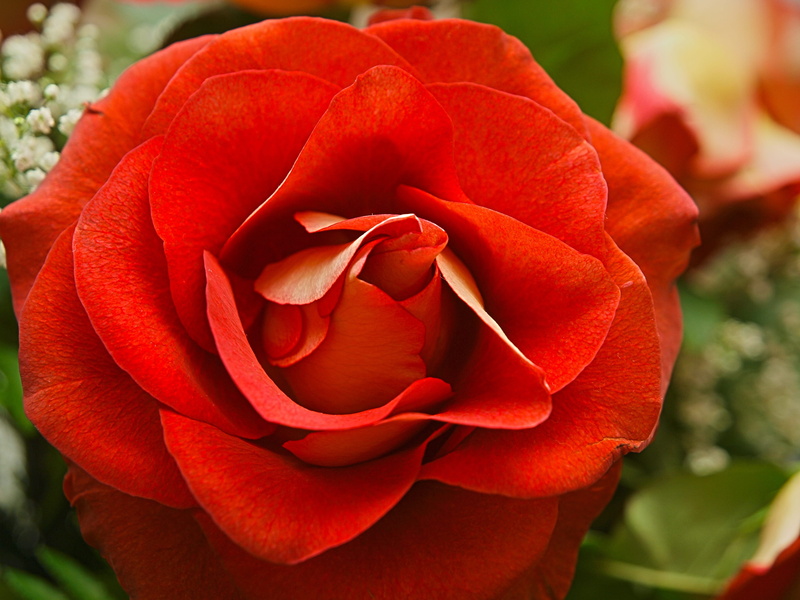 romance, orange flower, red, gift, close-up, fragility, summer, rose - flower, no people, beautiful, anniversary, color, bouquet, 2K, vulnerability, beauty in nature
